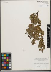 Foto von Salix L.